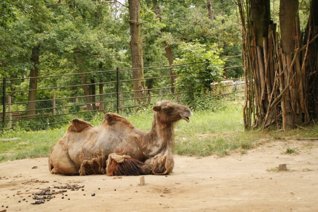 ZOO BRNO