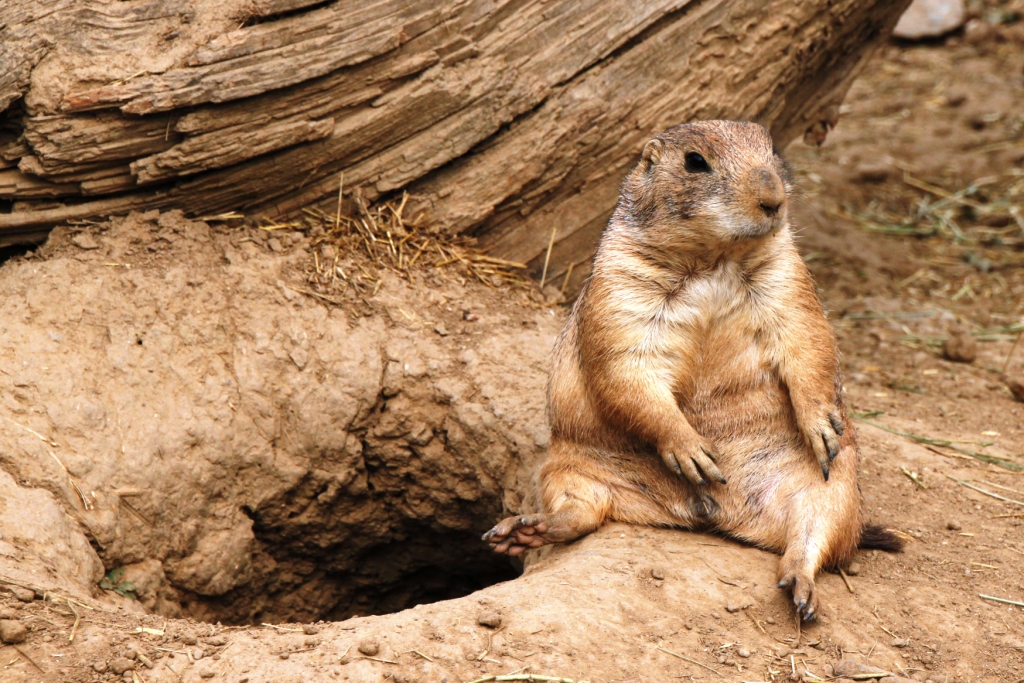 ZOO BRNO