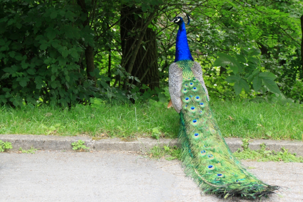 ZOO BRNO